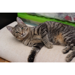 Ласковая 6 мес кошечка Уля в поиске семьи!