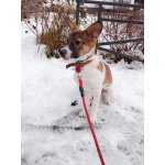 Маленький, ласковый щенок, диванный вариант