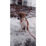 Маленький, ласковый щенок, диванный вариант