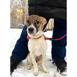 Маленький, ласковый щенок, диванный вариант