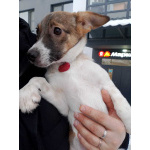 Маленький, ласковый щенок, диванный вариант