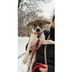 Маленький, ласковый щенок, диванный вариант