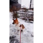 Маленький, ласковый щенок, диванный вариант