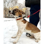 Маленький, ласковый щенок, диванный вариант