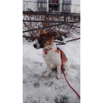 Маленький, ласковый щенок, диванный вариант