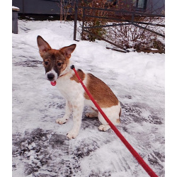 Маленький, ласковый щенок, диванный вариант