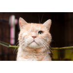 Ласковый кот уже 4 года живёт в клетке. Ищет дом!