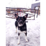 Ищет дом крошка-собачка весом 6 кг