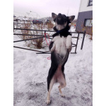 Ищет дом крошка-собачка весом 6 кг