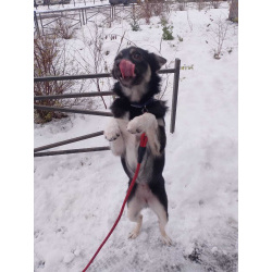 Ищет дом крошка-собачка весом 6 кг