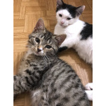 Обаятельный минитигренок, котенок Ося ищет дом