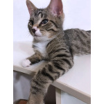 Обаятельный минитигренок, котенок Ося ищет дом