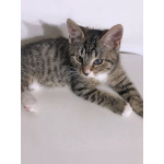 Обаятельный минитигренок, котенок Ося ищет дом