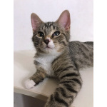 Обаятельный минитигренок, котенок Ося ищет дом