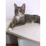 Обаятельный минитигренок, котенок Ося ищет дом