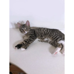 Обаятельный минитигренок, котенок Ося ищет дом