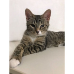 Обаятельный минитигренок, котенок Ося ищет дом