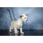 Сиамские Ориентальные высокопородные котята