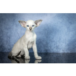 Сиамские Ориентальные высокопородные котята