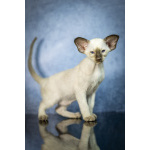 Сиамские Ориентальные высокопородные котята