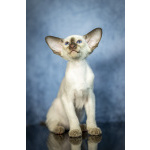 Сиамские Ориентальные высокопородные котята