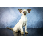 Сиамские Ориентальные высокопородные котята