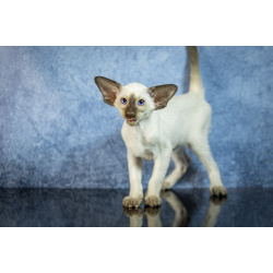 Сиамские Ориентальные высокопородные котята