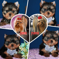 Трёхмесячная девочка Йоркширского терьера.