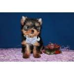 Трёхмесячная девочка Йоркширского терьера.