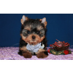 Трёхмесячная девочка Йоркширского терьера.