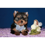 Трёхмесячная девочка Йоркширского терьера.