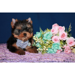 Трёхмесячная девочка Йоркширского терьера.