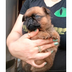 Пти-брабансон рыжий мальчик