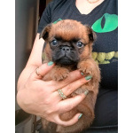 Пти-брабансон рыжий мальчик