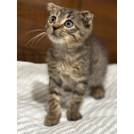 Вислоухий Паша. Котенок в добрые руки.