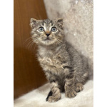 Вислоухий Паша. Котенок в добрые руки.