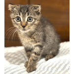 Вислоухий Паша. Котенок в добрые руки.