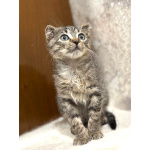 Вислоухий Паша. Котенок в добрые руки.