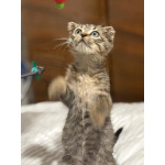 Вислоухий Паша. Котенок в добрые руки.