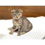 Вислоухий Паша. Котенок в добрые руки.