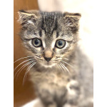 Вислоухий Паша. Котенок в добрые руки.