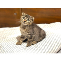 Вислоухий Паша. Котенок в добрые руки.