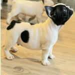 Французский бульдог – красивые щенки