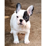 Французский бульдог – красивые щенки