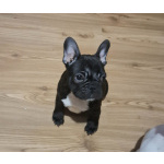 Французский бульдог – красивые щенки