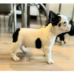 Французский бульдог – красивые щенки