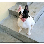 Французский бульдог – красивые щенки