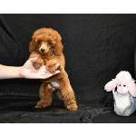 Пуделя щенок мальчик миниатюрный рыжий КВИККИ