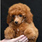 Пуделя щенок мальчик миниатюрный рыжий КВИККИ
