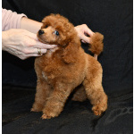 Пуделя щенок мальчик миниатюрный рыжий КВИККИ